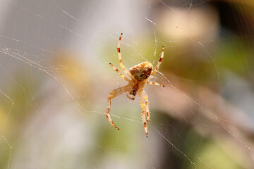 Spider on the web.