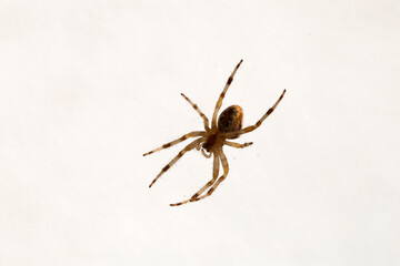 Spider on the web.
