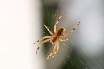 Spider on the web.