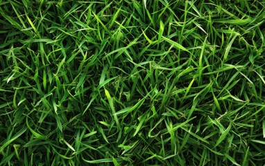Obraz premium grass on white background. Grass