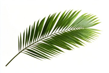 Fototapeta premium Tropical green palm leaf isolated