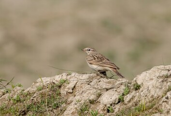Hume's short-toed lark (Calandrella acutirostris) is a species of lark in the family Alaudidae. It is found in south-central Asia from Iran and Kazakhstan to China.