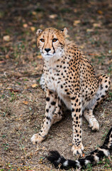 leopard in the grass