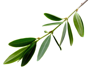 a close up of a branch with leaves