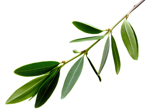 a close up of a branch with leaves