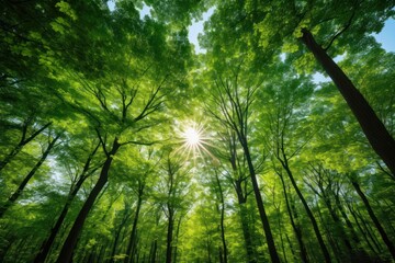 Fototapeta premium Forest green tree sun.