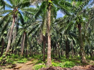 Obraz premium old oil palm plantation in Kalimantan
