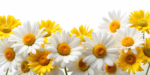 Fototapeta premium Yellow and white daisies isolated on white background , flowers, daisies, yellow, white, vibrant, nature, floral, petals