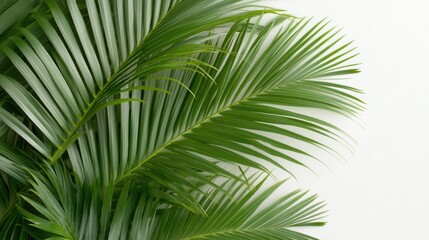 Lush green palm leaves against a neutral background, conveying a serene and tropical ambiance.
