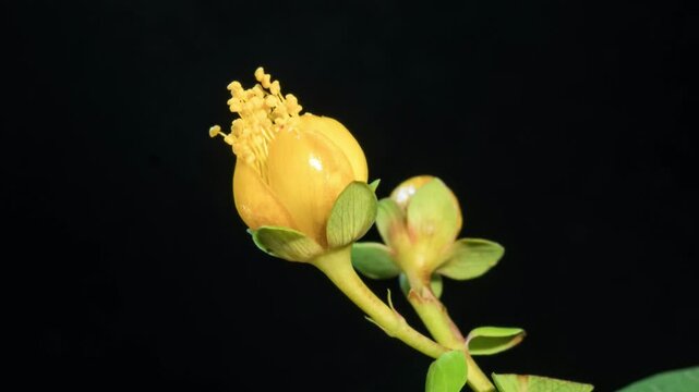 Hypericum flowering time-lapse photography