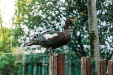 A duck perched on a wall with daylight filtering through the trees in the background, capturing a tranquil moment in nature