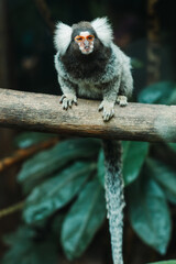 A marmoset monkey perched on a tree branch, blending with the lush greenery of the forest, showcasing its curious and playful nature.