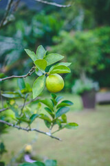 Organic Taiti lime showcasing its vibrant green freshness, symbolizing health and natural goodness.