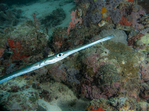 Bluespotted cornetfish (Fistularia commersonii)