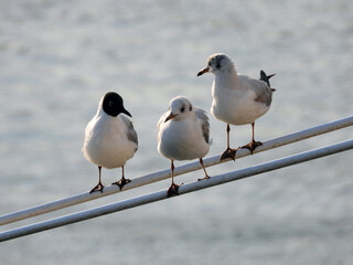 river seagulls sitting and flying by the Danube river in Novi Sad