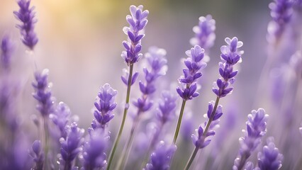 Close-up of purple lavender flowers in a field with soft light.