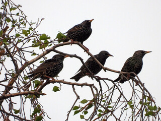 starling birds sitting on the branches of birch tree