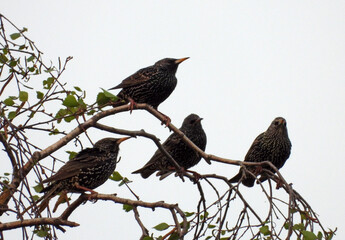 starling birds sitting on the branches of birch tree