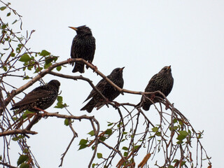 starling birds sitting on the branches of birch tree
