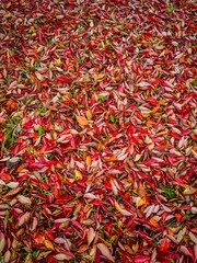 Fototapeta premium feuilles mortes