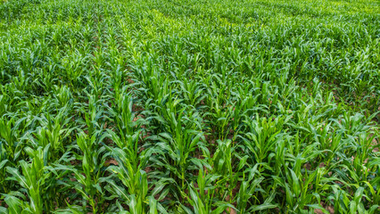 Corn field plantation growing up. Young green corn on the agricultural field.