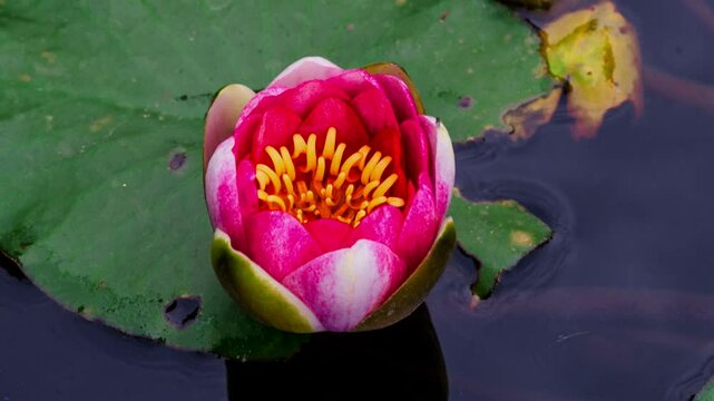 Water lily blossom time-lapse photography