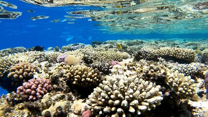 coral reef in the red sea