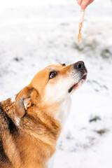 A miserable stray dog in the bitter winter cold is looking for love and attention from a kind person on the street