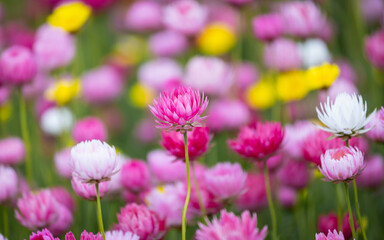 Beautiful pink flowers in the field.