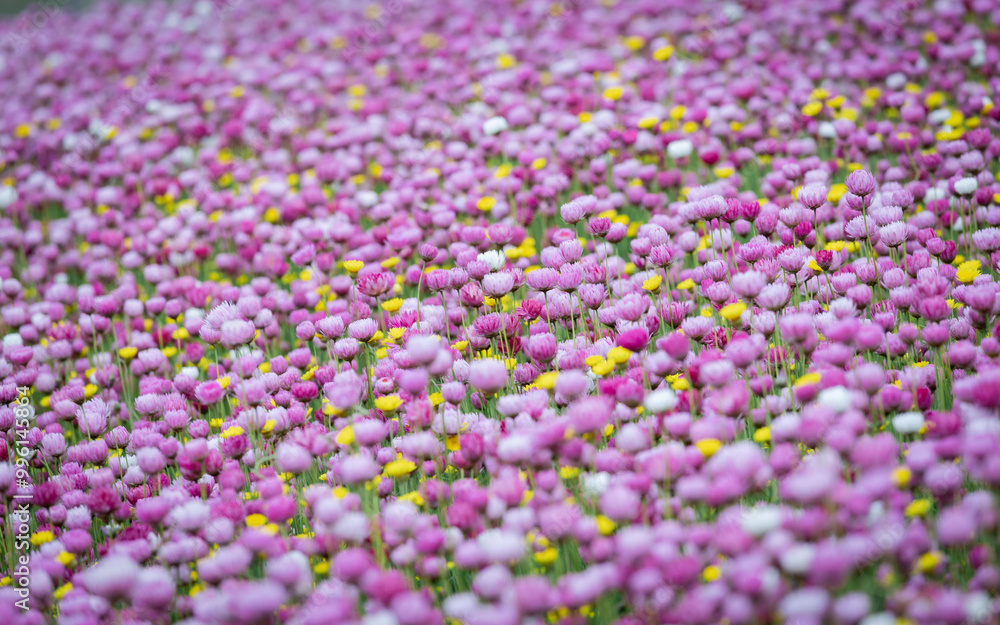 Wall mural beautiful field of blooming pink flowers.