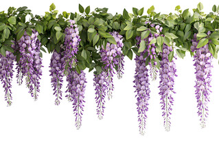 Hanging Floral purple Wisteria Garland clip art, good for wedding card
