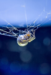 A pregnant spider nests in a house lamp. It looks like it will release its young from its stomach in a few days.
