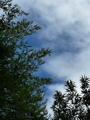 Obraz premium tree with sky