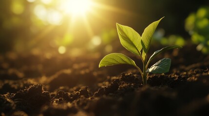 A vibrant young plant, nurtured by the warm sunlight, sprouts from the fertile soil, embodying new beginnings and growth.