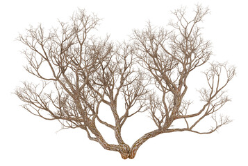 Abstract Tree Branches in Silhouette on Transparent Background