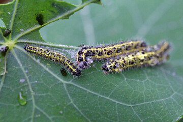 caterpillars of the cabbage white butterfly on a nasturtium leaf