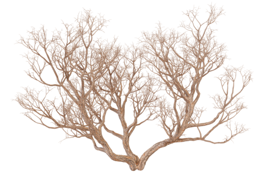 Intricate Branching Pattern of Dried Coral on Transparent Background