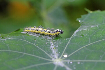 caterpillars of the cabbage white butterfly on a nasturtium leaf