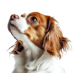 Charming King Charles Spaniel on white transparent