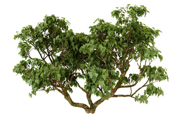 Green leafy bush isolated on Transparent Background © omkuhh