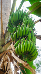 A photo of an unripe banana that is still green indicates that the banana is not ready to be harvested