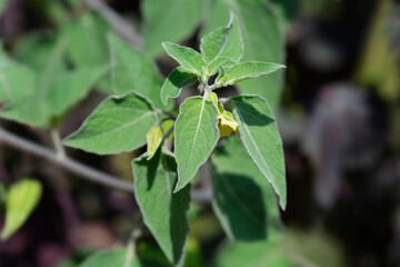 Mexican Tomato leaves and flower buds