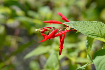 Pineapple sage Ananas flowers