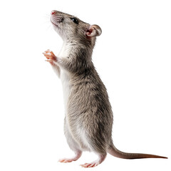 rat stands on its hind legs and looking up isolated on transparent background Generative AI