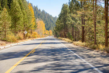 Obraz premium Straight stretch of a mountain road through a forest in California on a sunny autumn day. Some deciduous trees at the peak of fall foliale line the road.
