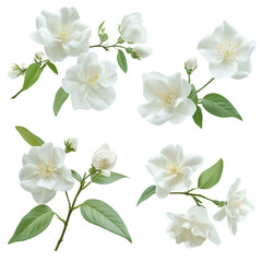 Botanical Collection. Set of jasmine flowers (Philadelphus coronarius) isolated on white background. Set for creating floral arrangements, cards, wedding invitations, designs, collages, floral frames.