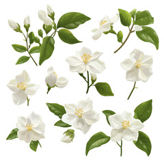 Flower Art Set, Scrapbooking Concept, Gardening Brand Logo Artwork, Floral Sticker Sheet, Isolated Floral Clipart Design, Natural Beauty Plant Collection, White Background Easy Custom Editing