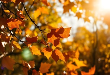 autumn leaves in the forest sunny soft light rays
