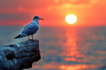 A serene seagull silhouetted against a vibrant sunset over tranquil waters capturing the essence of nature's beauty
