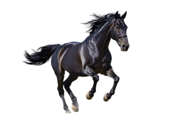 Black horse running gallop isolated on transparent background